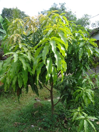 Deskripsi Pohon Mangga ini termasuk Pohon buah yang memiliki ketahanan ...